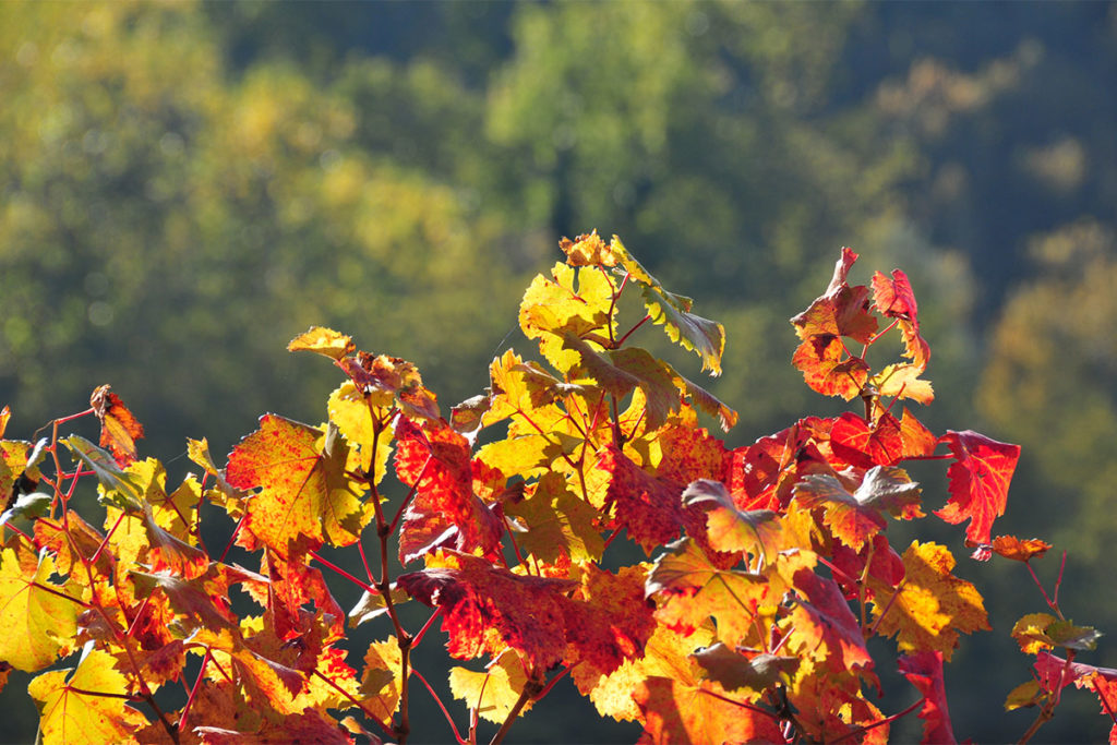 Angelo Pastura farm: the vineyards