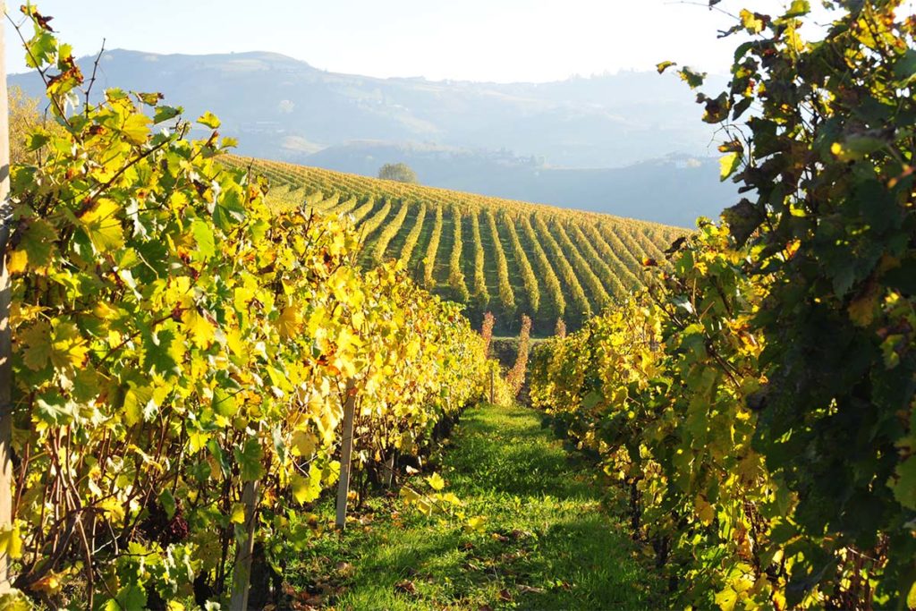 Angelo Pastura farm: the vineyards